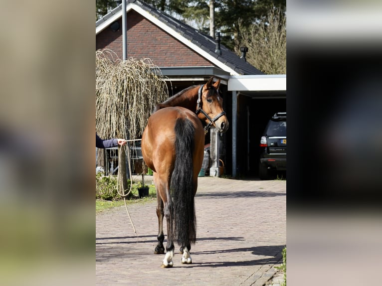 KWPN Jument 4 Ans 165 cm Bai brun in Vlierden