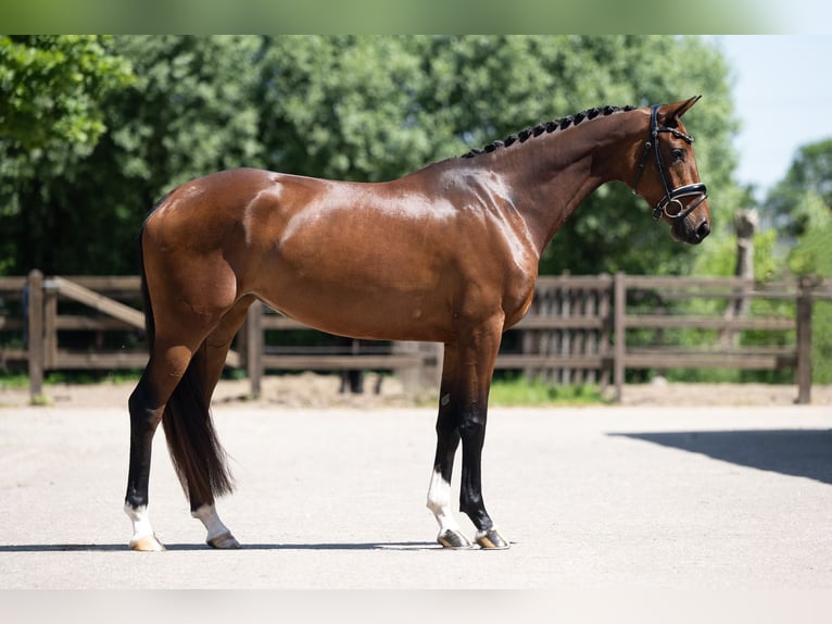 KWPN Jument 4 Ans 165 cm Bai in Lunteren