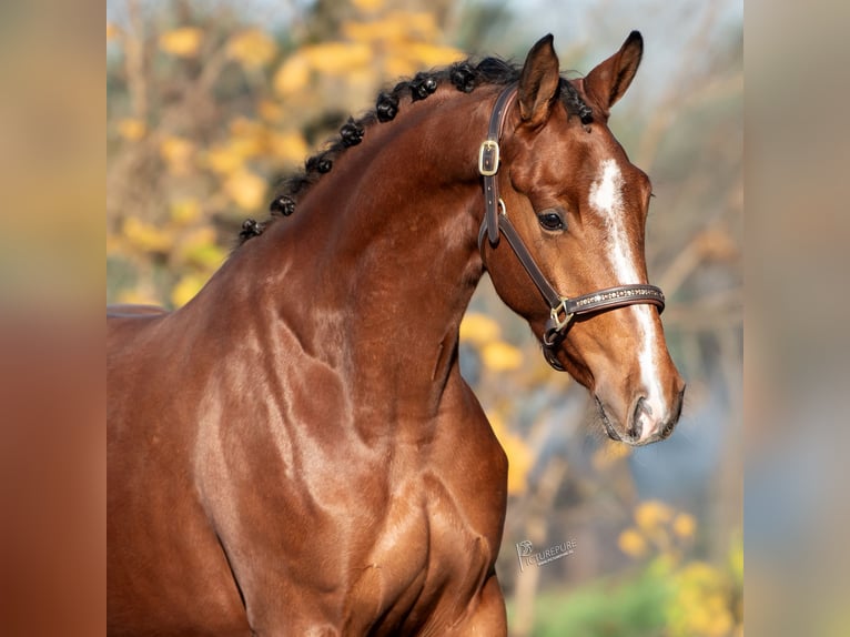 KWPN Jument 4 Ans 165 cm Bai in Sevenum