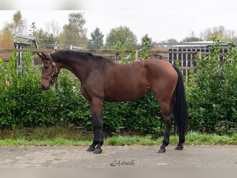 KWPN Jument 4 Ans 165 cm Bai in Bladel