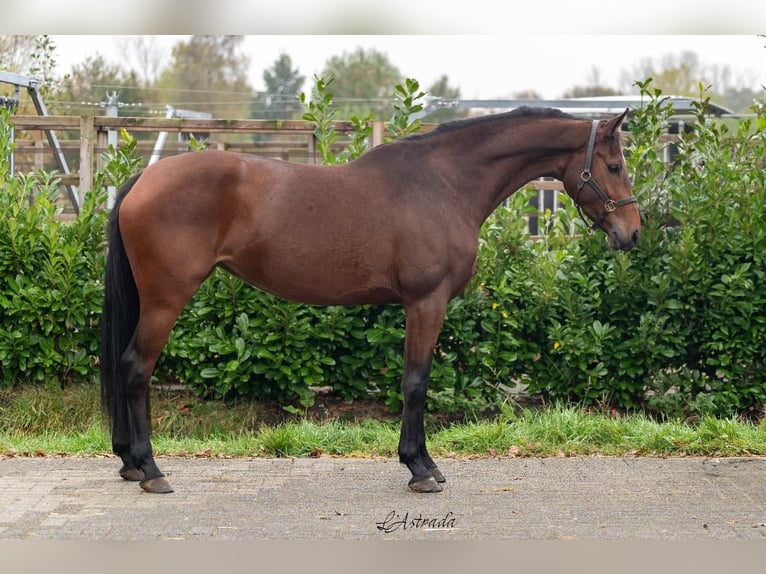 KWPN Jument 4 Ans 165 cm Bai in Bladel