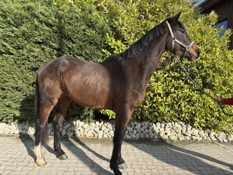 KWPN Jument 4 Ans 165 cm  in GROTE-BROGEL