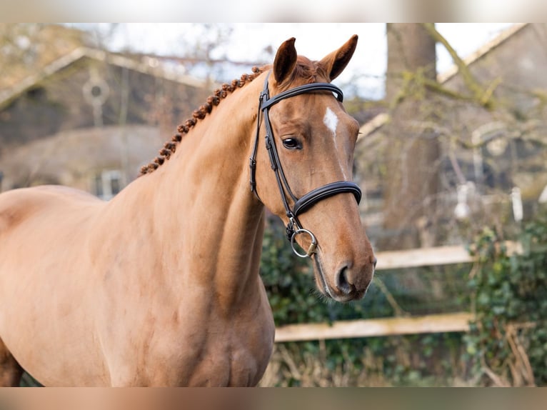 KWPN Jument 4 Ans 165 cm  in WK Heerde