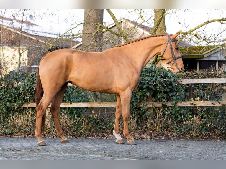 KWPN Jument 4 Ans 165 cm  in WK Heerde