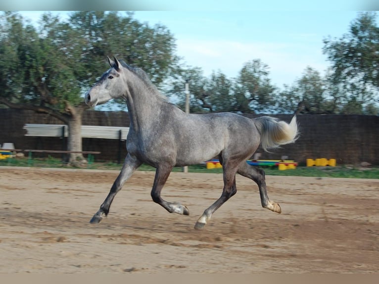 KWPN Jument 4 Ans 165 cm Gris in Montbrio Del Camp