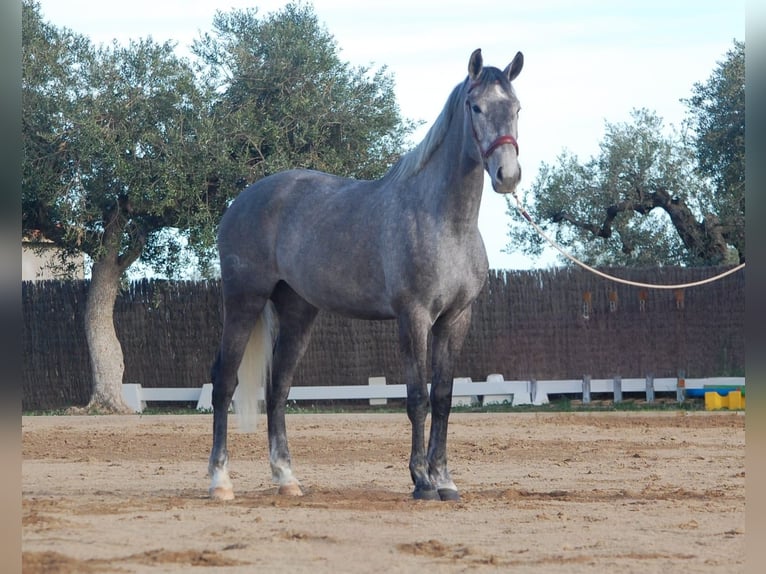 KWPN Jument 4 Ans 165 cm Gris in Montbrio Del Camp