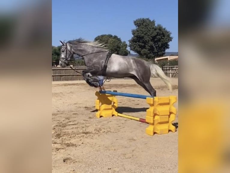 KWPN Jument 4 Ans 165 cm Gris in Montbrio Del Camp