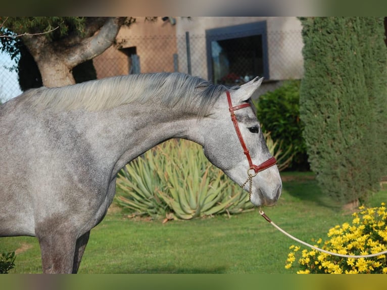 KWPN Jument 4 Ans 165 cm Gris in Montbrio Del Camp