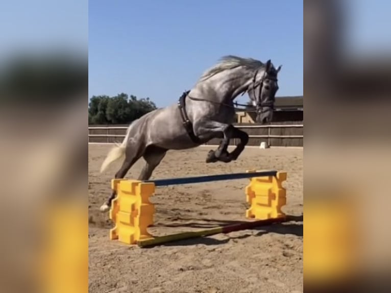 KWPN Jument 4 Ans 165 cm Gris in Montbrio Del Camp