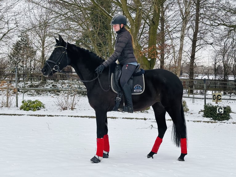 KWPN Jument 4 Ans 165 cm Noir in Sottrum