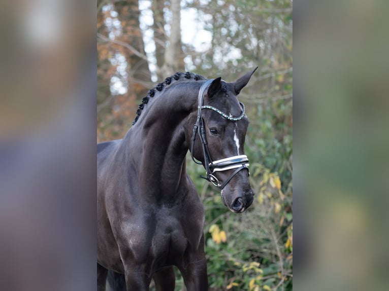 KWPN Jument 4 Ans 165 cm Noir in Oosterhout