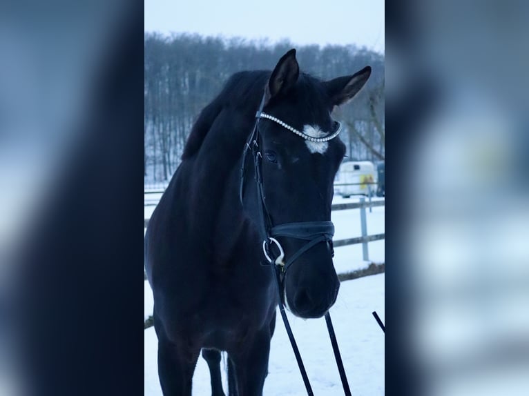 KWPN Jument 4 Ans 165 cm Noir in Osnabrück