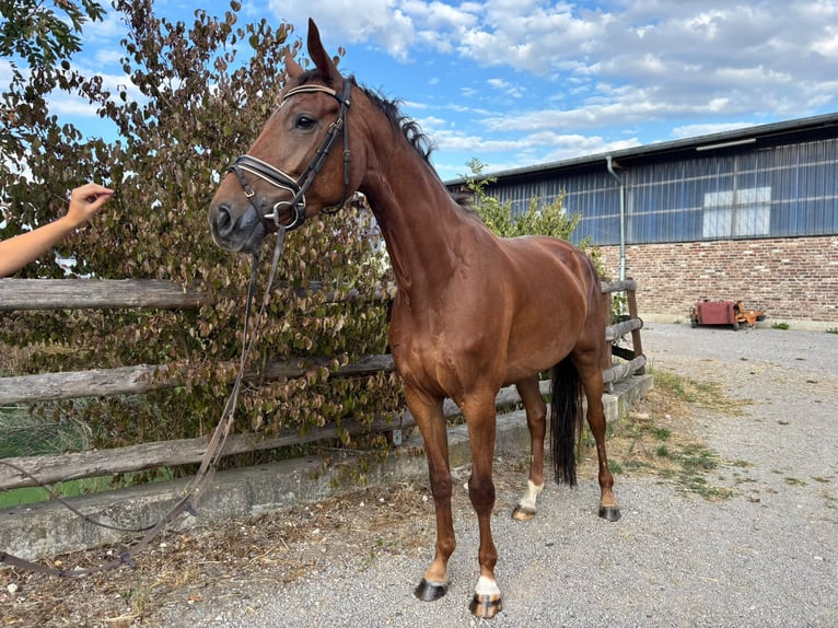 KWPN Jument 4 Ans 166 cm Alezan brûlé in Grevenbroich