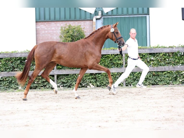 KWPN Jument 4 Ans 166 cm Alezan in Xanten