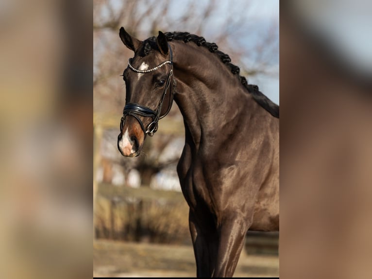 KWPN Jument 4 Ans 166 cm Bai in Grebenhain