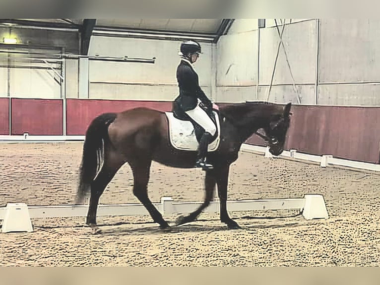 KWPN Jument 4 Ans 166 cm Bai in Someren