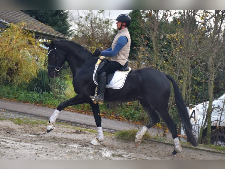 KWPN Jument 4 Ans 166 cm Noir in Neuss