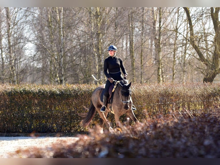 KWPN Jument 4 Ans 166 cm Noir in Kicin