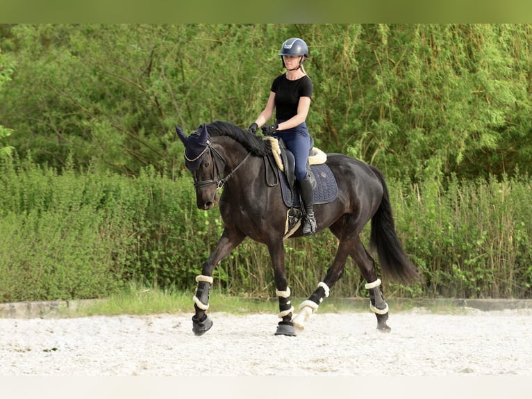 KWPN Jument 4 Ans 166 cm Noir in Kicin