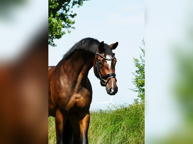 KWPN Jument 4 Ans 167 cm Bai brun in Andijk