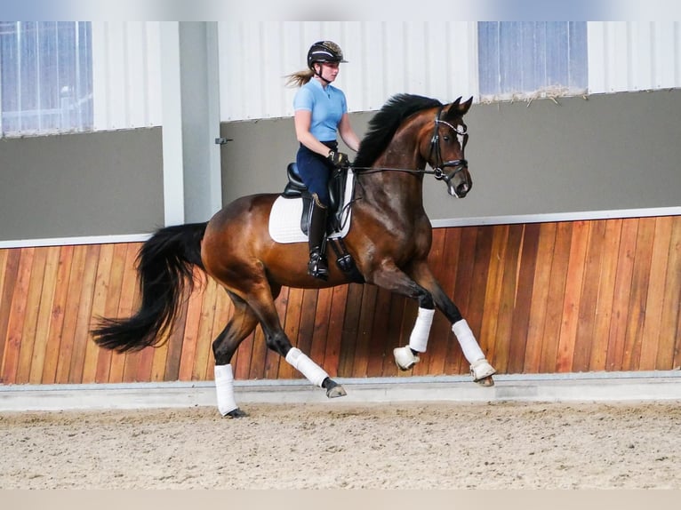 KWPN Jument 4 Ans 167 cm Bai brun in Andijk