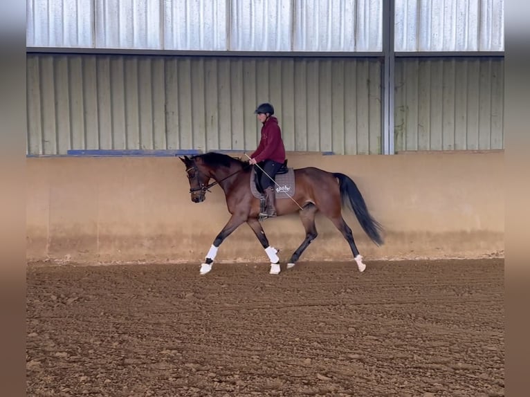 KWPN Jument 4 Ans 167 cm Bai in Heinzenbach