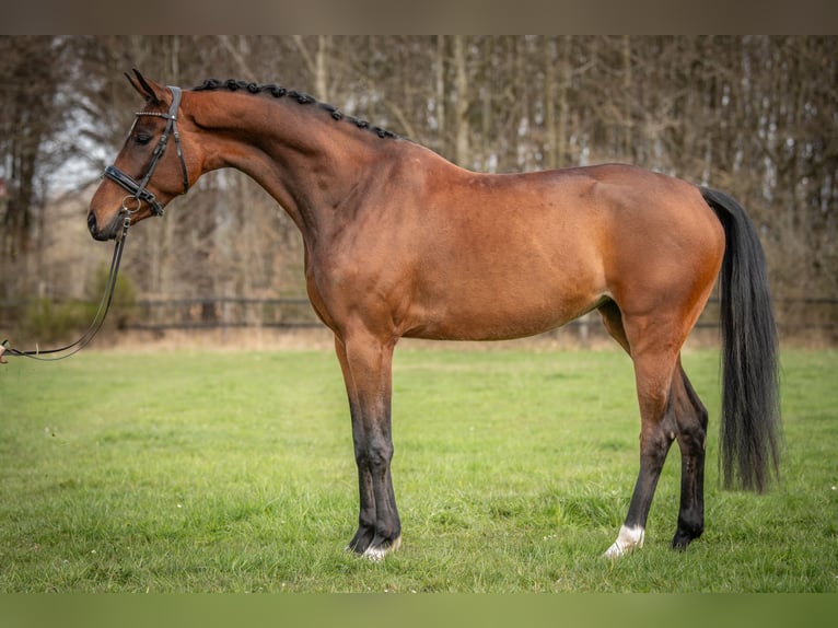 KWPN Jument 4 Ans 167 cm Bai in Heinzenbach