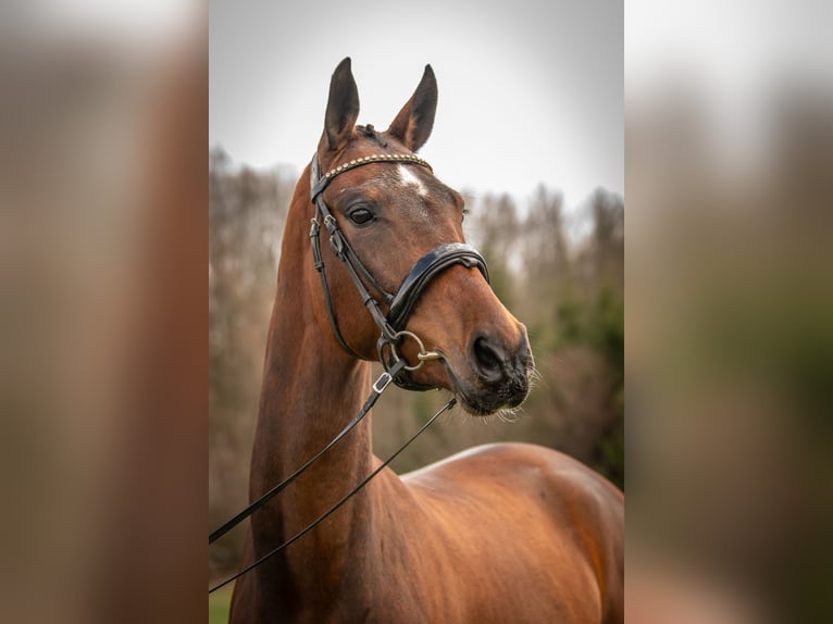 KWPN Jument 4 Ans 167 cm Bai in Heinzenbach