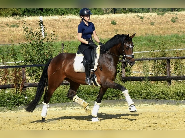 KWPN Jument 4 Ans 167 cm Bai in Neuss