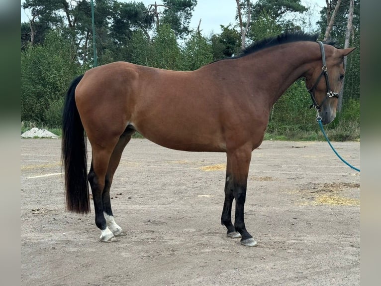 KWPN Jument 4 Ans 167 cm Bai in Asten