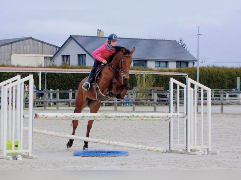 KWPN Jument 4 Ans 167 cm Bai in Nomain