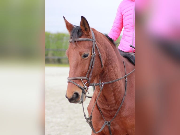 KWPN Jument 4 Ans 167 cm Bai in Nomain