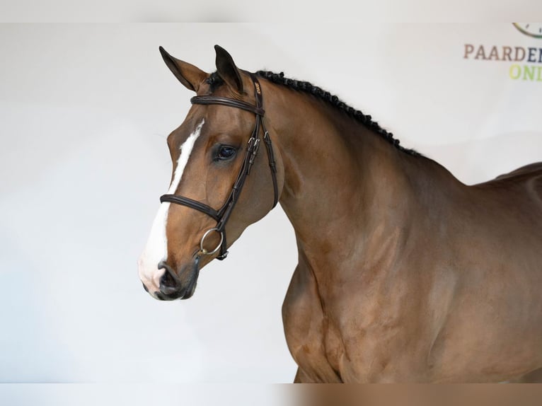 KWPN Jument 4 Ans 167 cm Bai in Heerde