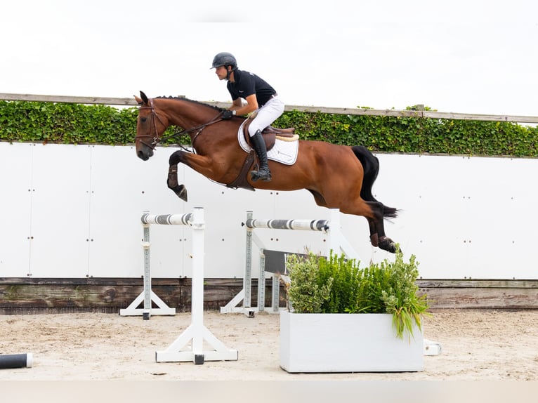 KWPN Jument 4 Ans 167 cm Bai in Waddinxveen