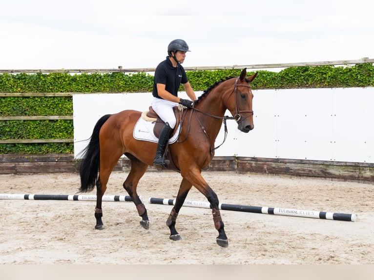 KWPN Jument 4 Ans 167 cm Bai in Waddinxveen