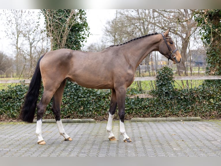 KWPN Jument 4 Ans 167 cm  in Heerde