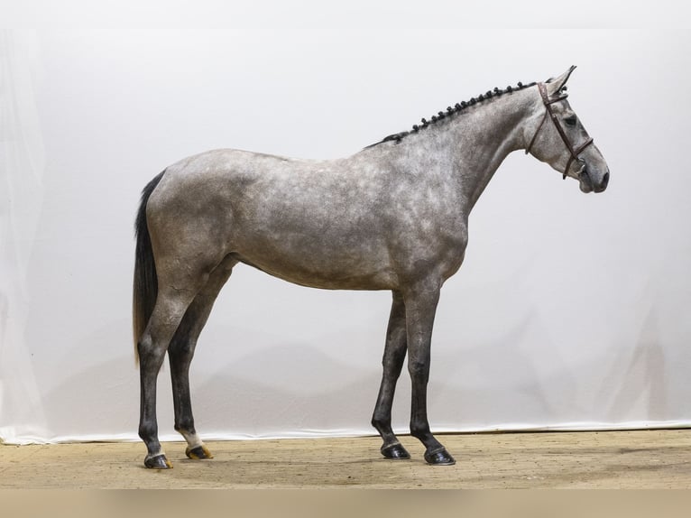 KWPN Jument 4 Ans 167 cm  in Waddinxveen