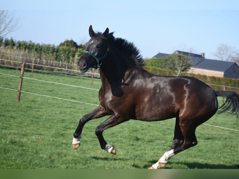 KWPN Jument 4 Ans 167 cm Noir in Achtmaal