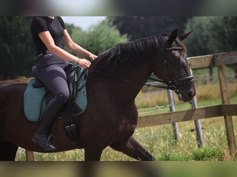 KWPN Jument 4 Ans 167 cm Noir in Achtmaal