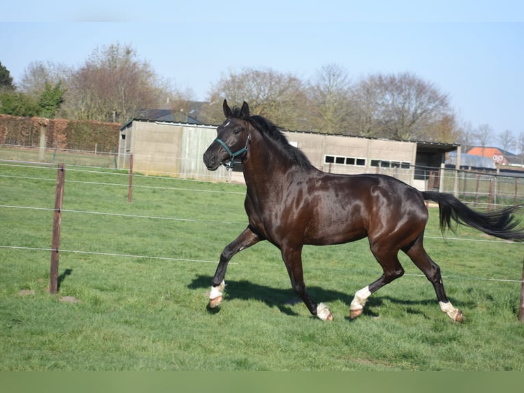 KWPN Jument 4 Ans 167 cm Noir in Achtmaal