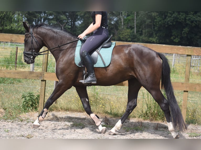 KWPN Jument 4 Ans 167 cm Noir in Achtmaal