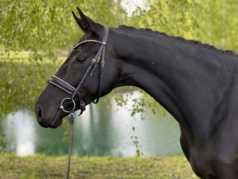 KWPN Jument 4 Ans 167 cm Noir in Vilnius