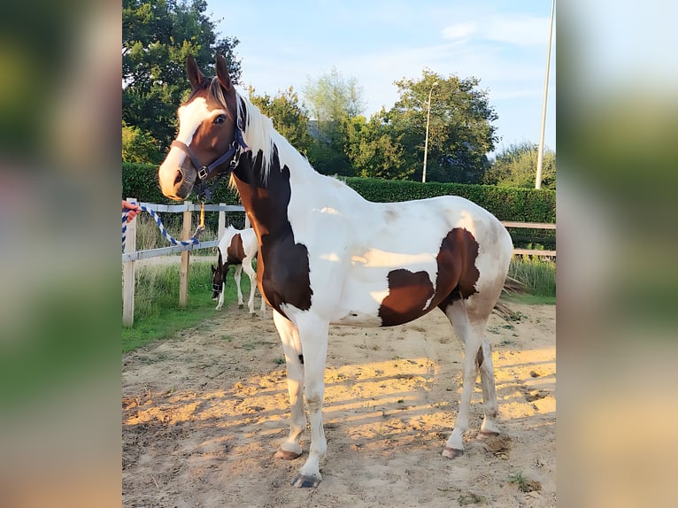 KWPN Jument 4 Ans 167 cm Pinto in De Heurne