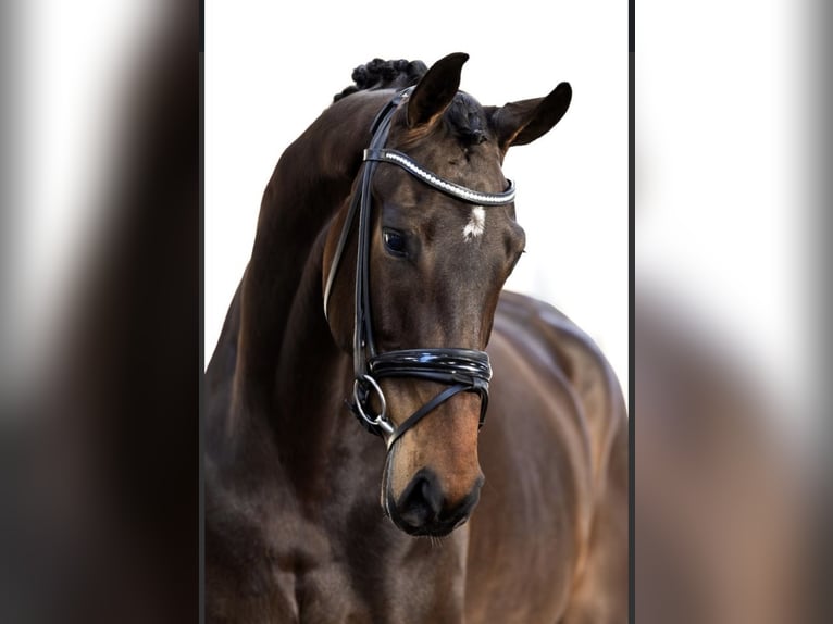 KWPN Jument 4 Ans 168 cm Bai brun in Geesteren