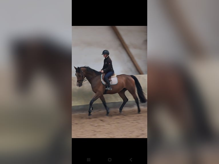 KWPN Jument 4 Ans 168 cm Bai in Messel