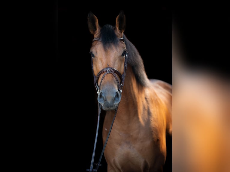 KWPN Jument 4 Ans 168 cm Bai in Rietberg