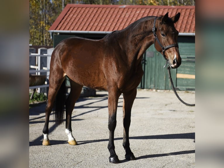 KWPN Jument 4 Ans 168 cm Bai in Murska Soboda