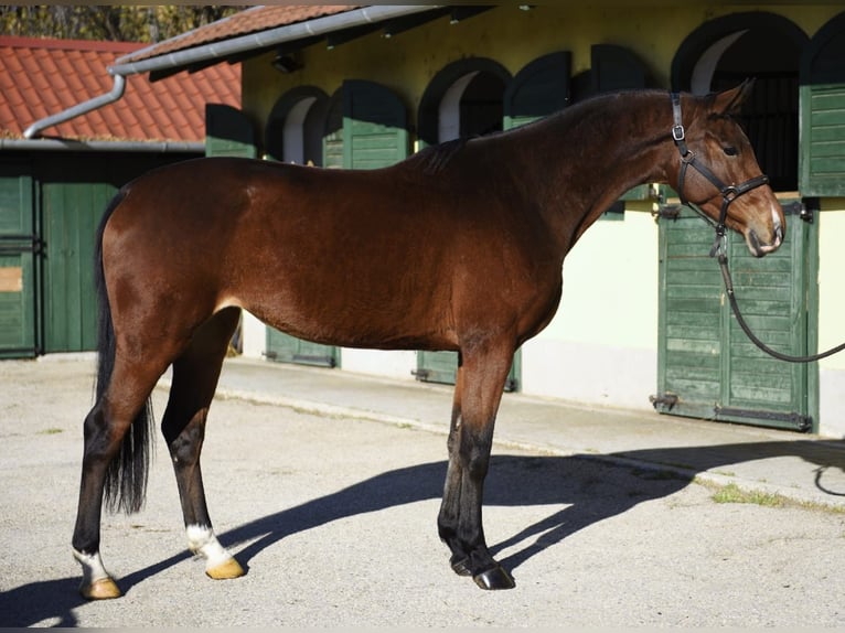KWPN Jument 4 Ans 168 cm Bai in Murska Soboda