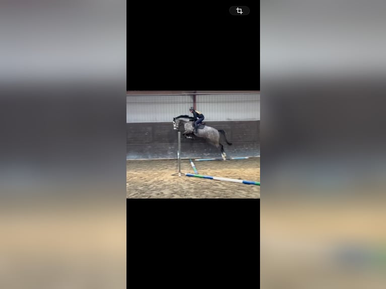 KWPN Jument 4 Ans 168 cm Gris (bai-dun) in Purmerend