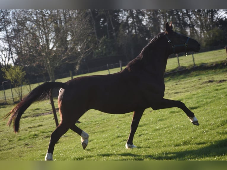 KWPN Jument 4 Ans 168 cm Noir in Achtmaal